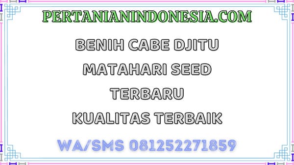 Benih Cabe Djitu Matahari Seed  Terbaru Kualitas Terbaik